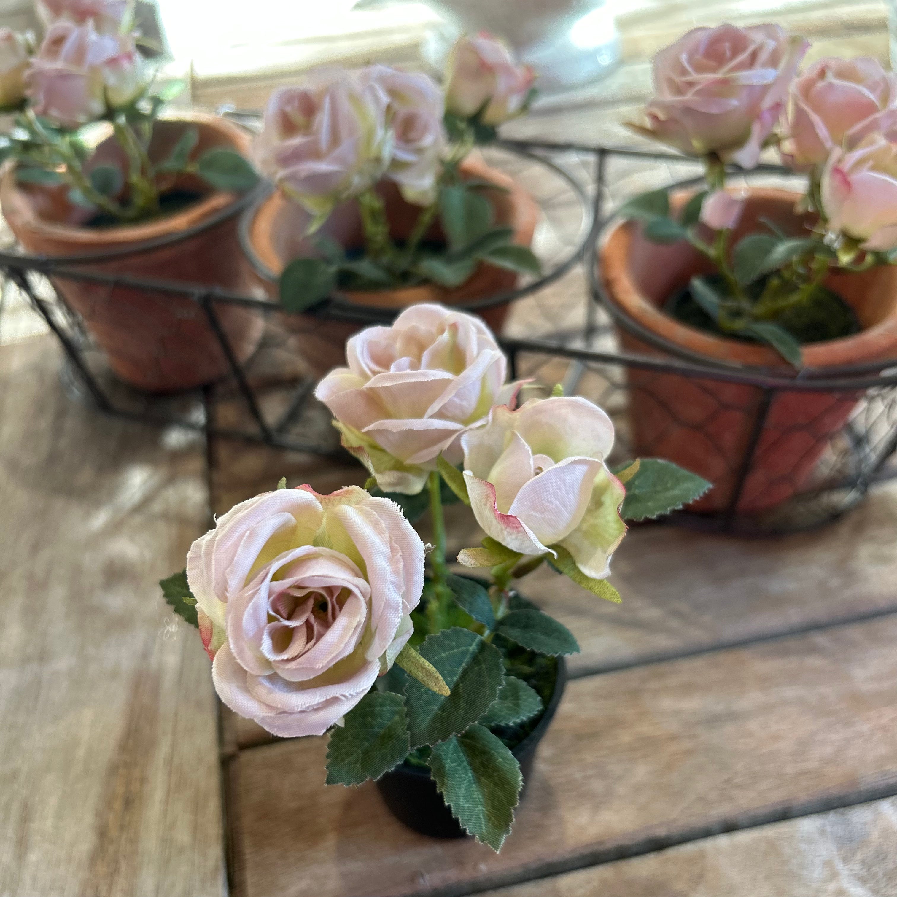 Miniature Rose in Pot