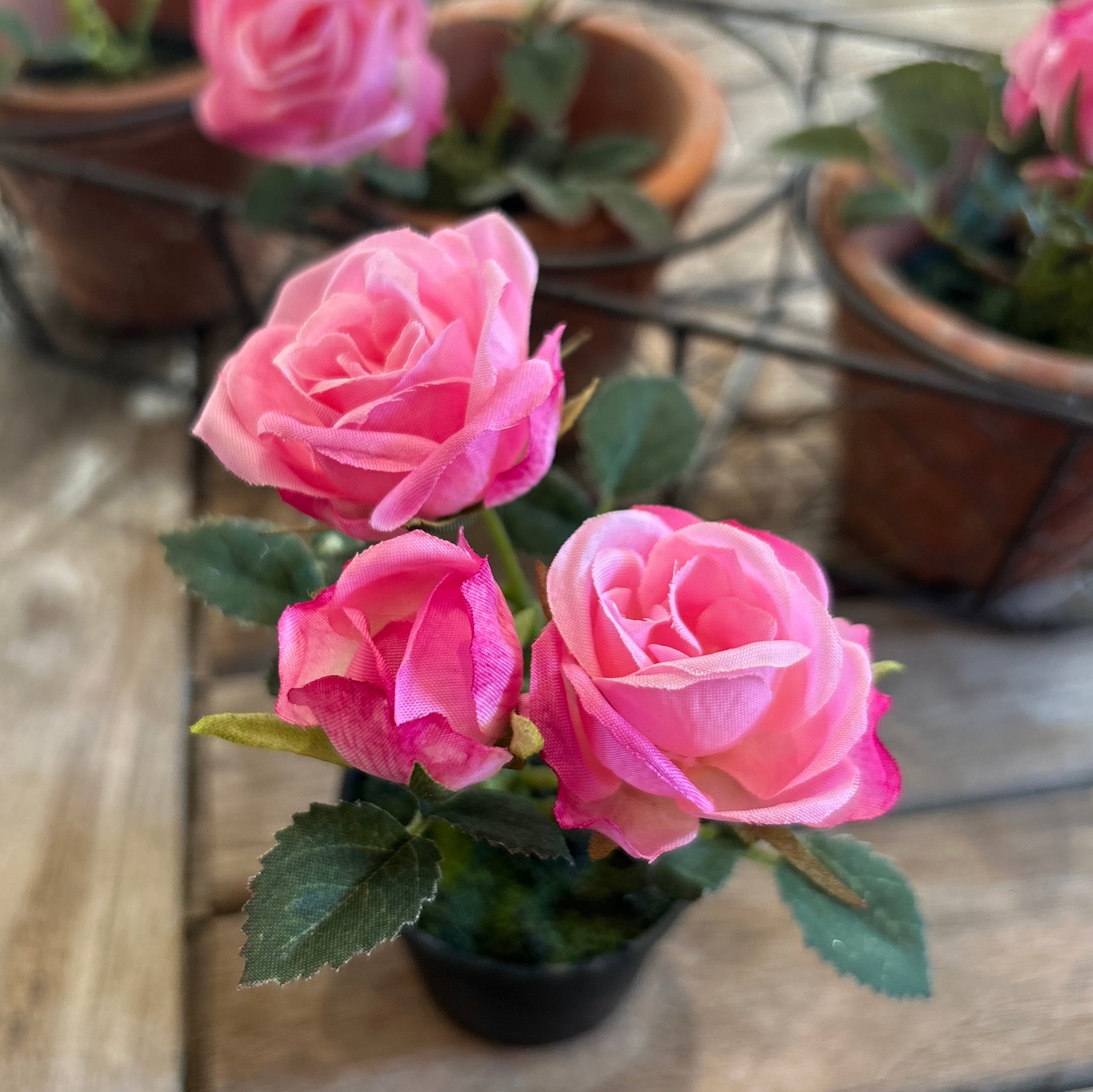 Miniature Rose in Pot