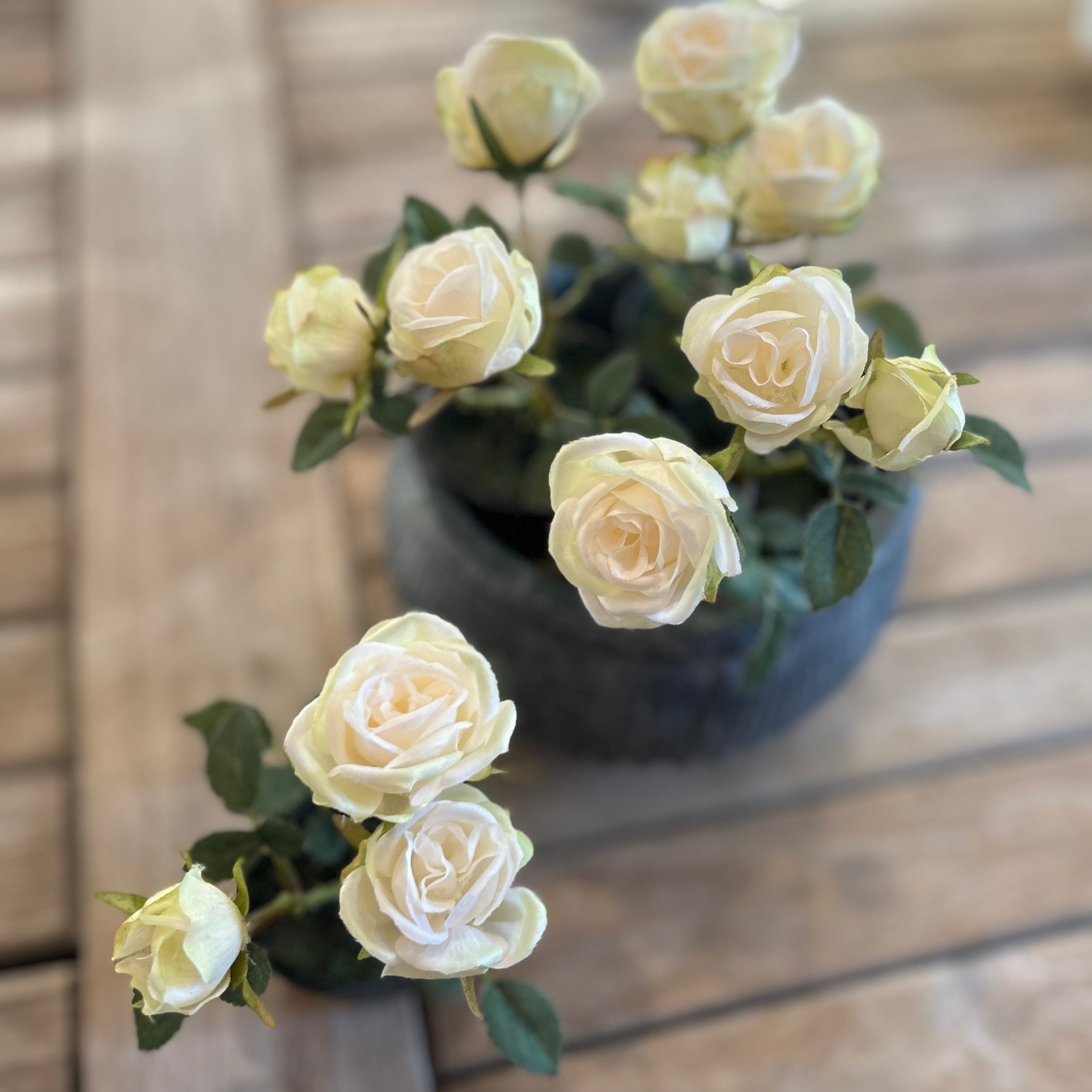 Miniature Rose in Pot