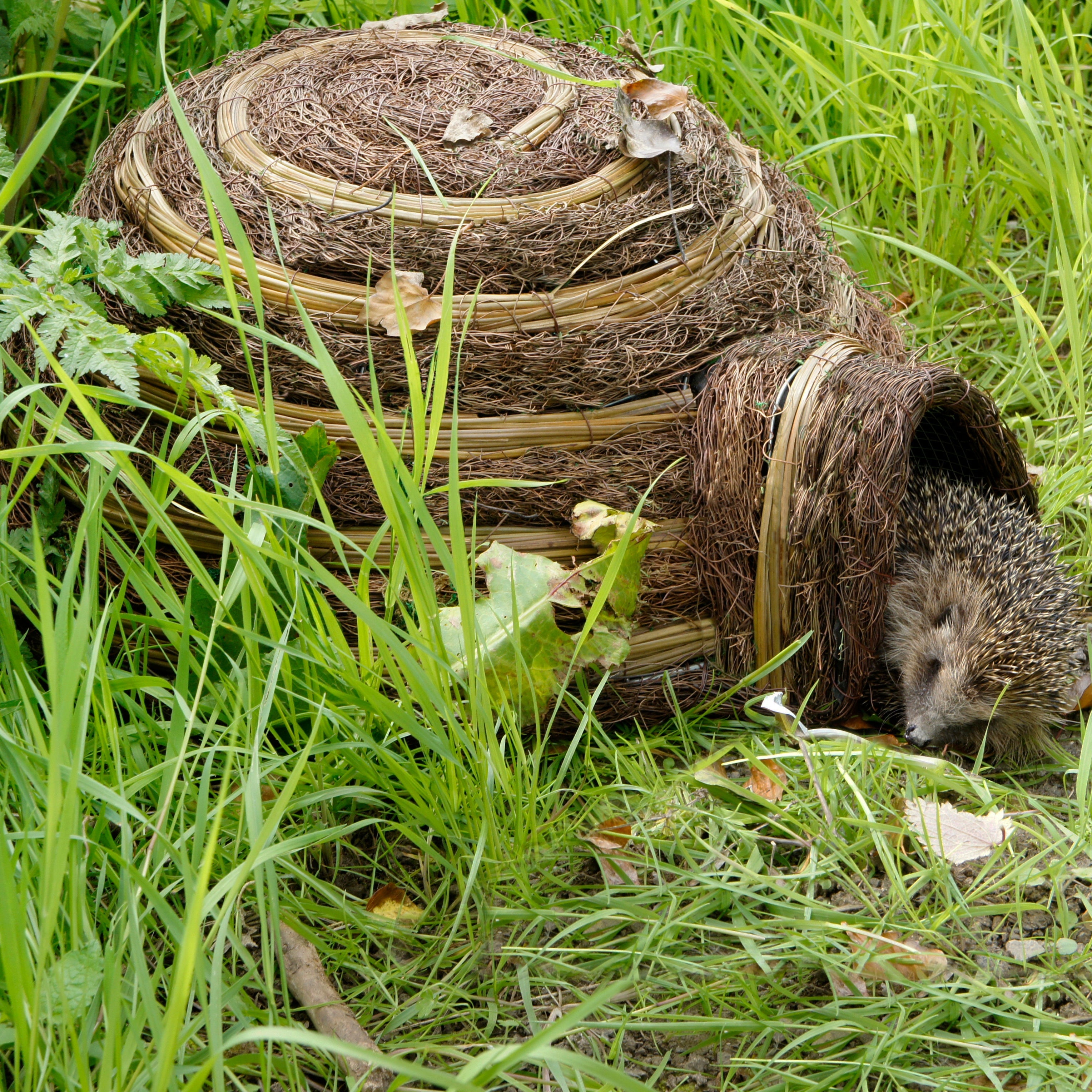 Igloo Hedgehog House