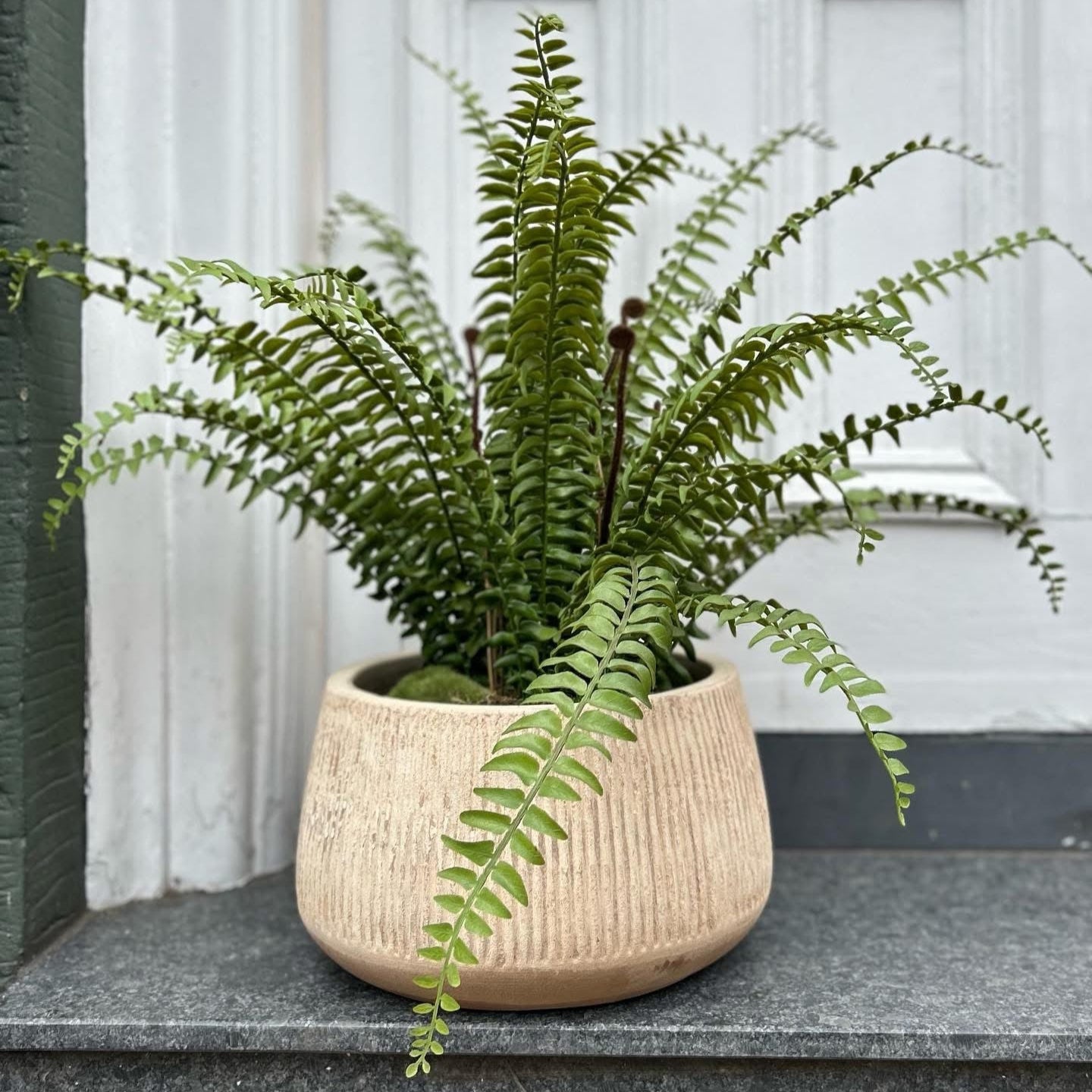Wampu Plant Pot