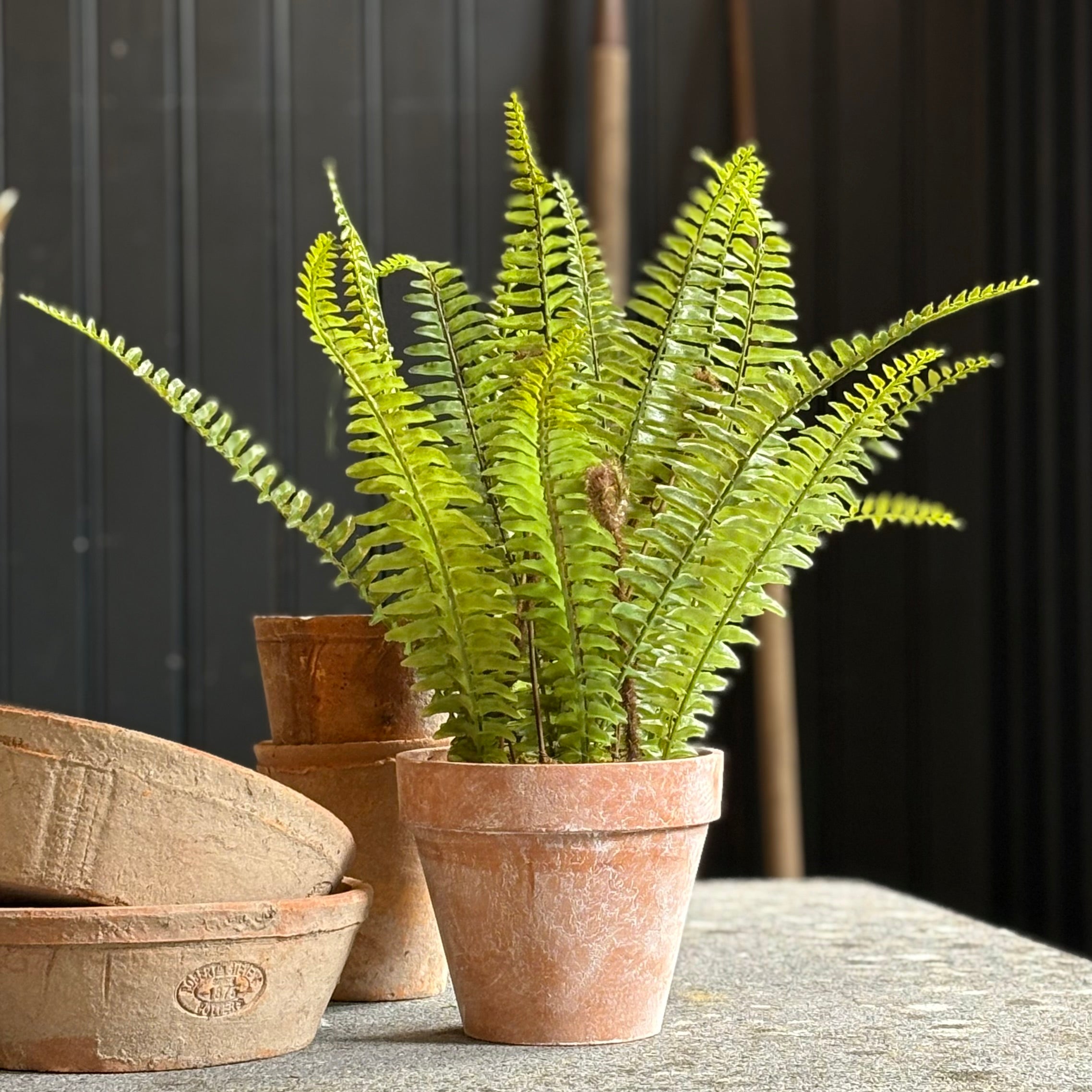Boston Fern in Terracotta Pot