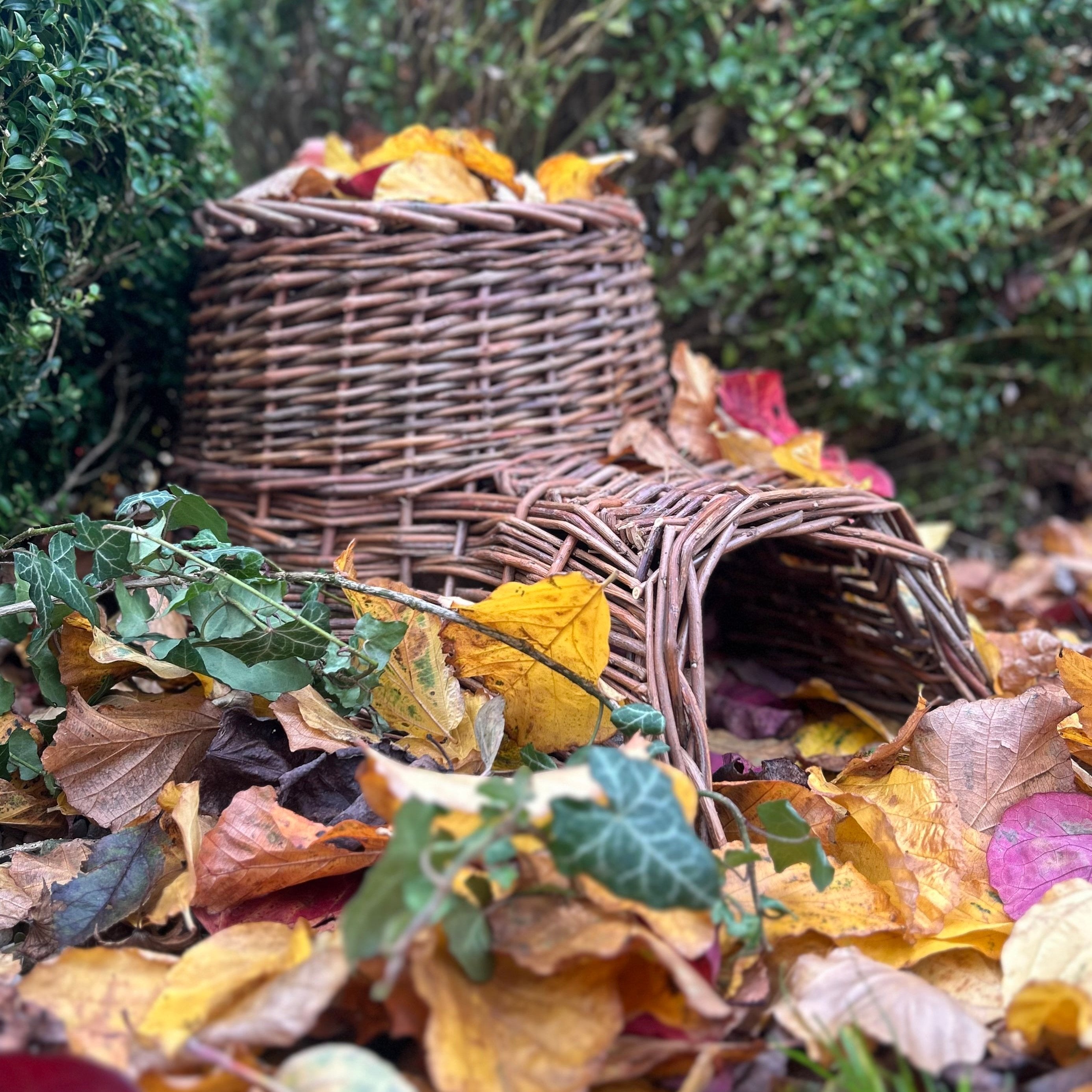 Hedgehog House