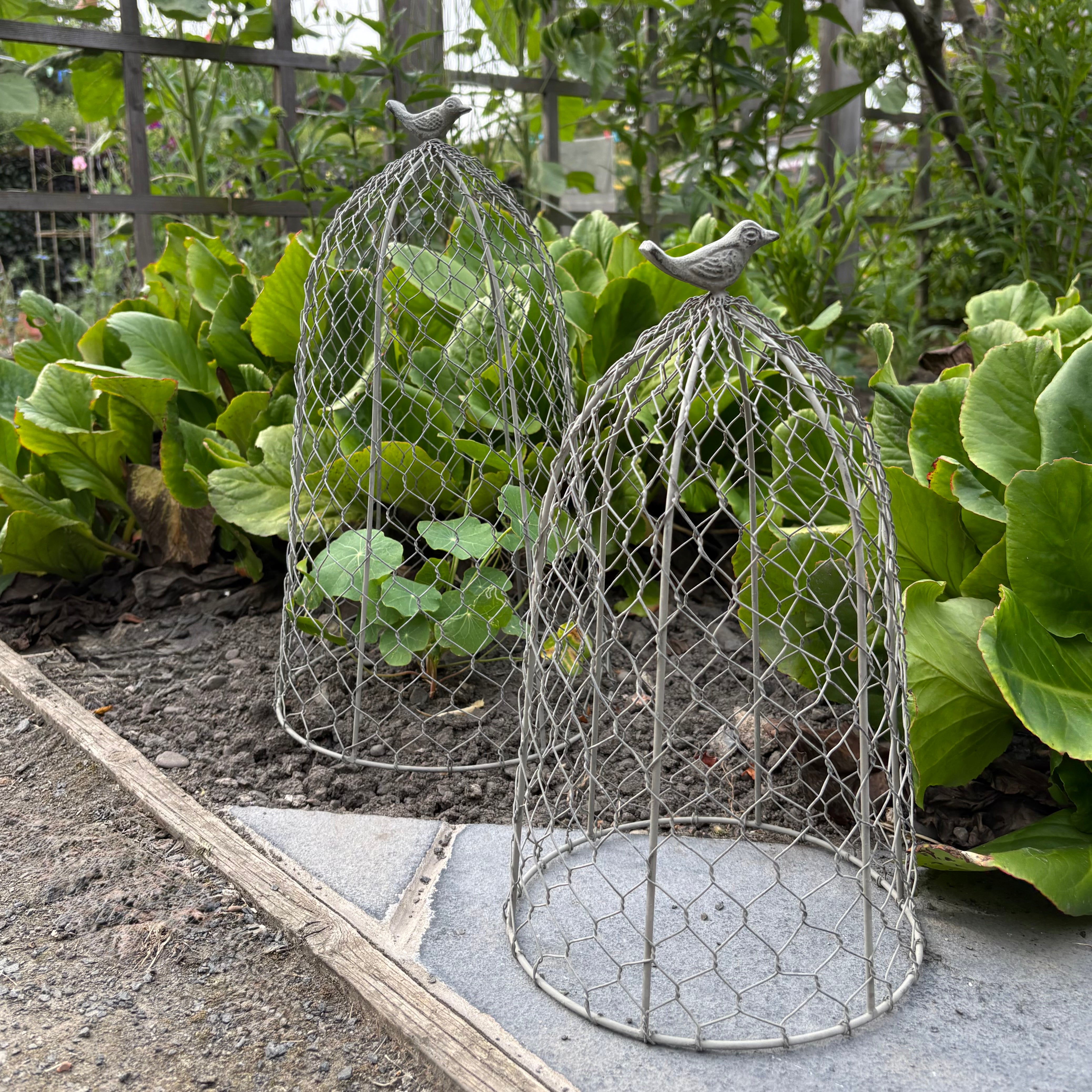 Decorative Garden Cloche