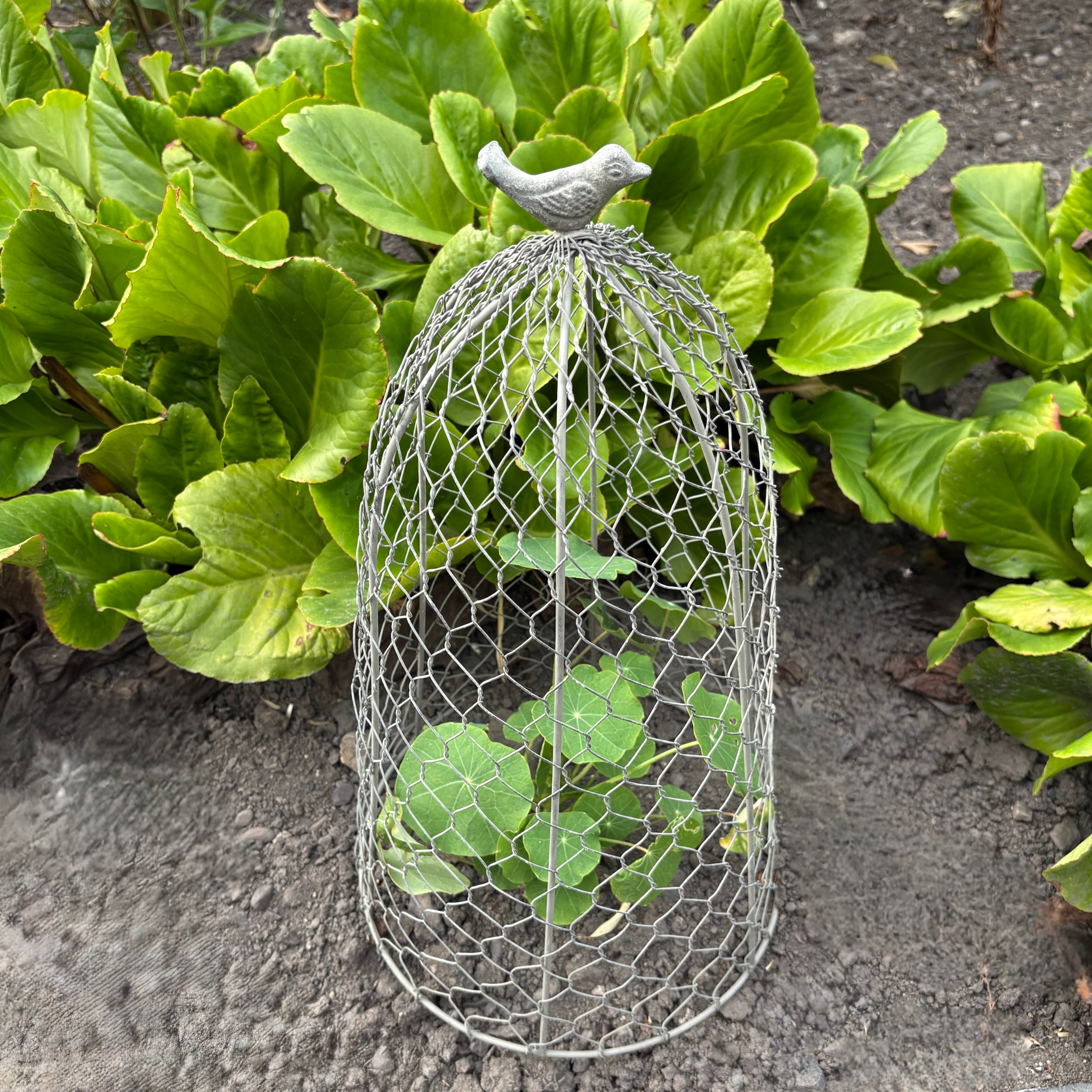 Decorative Garden Cloche