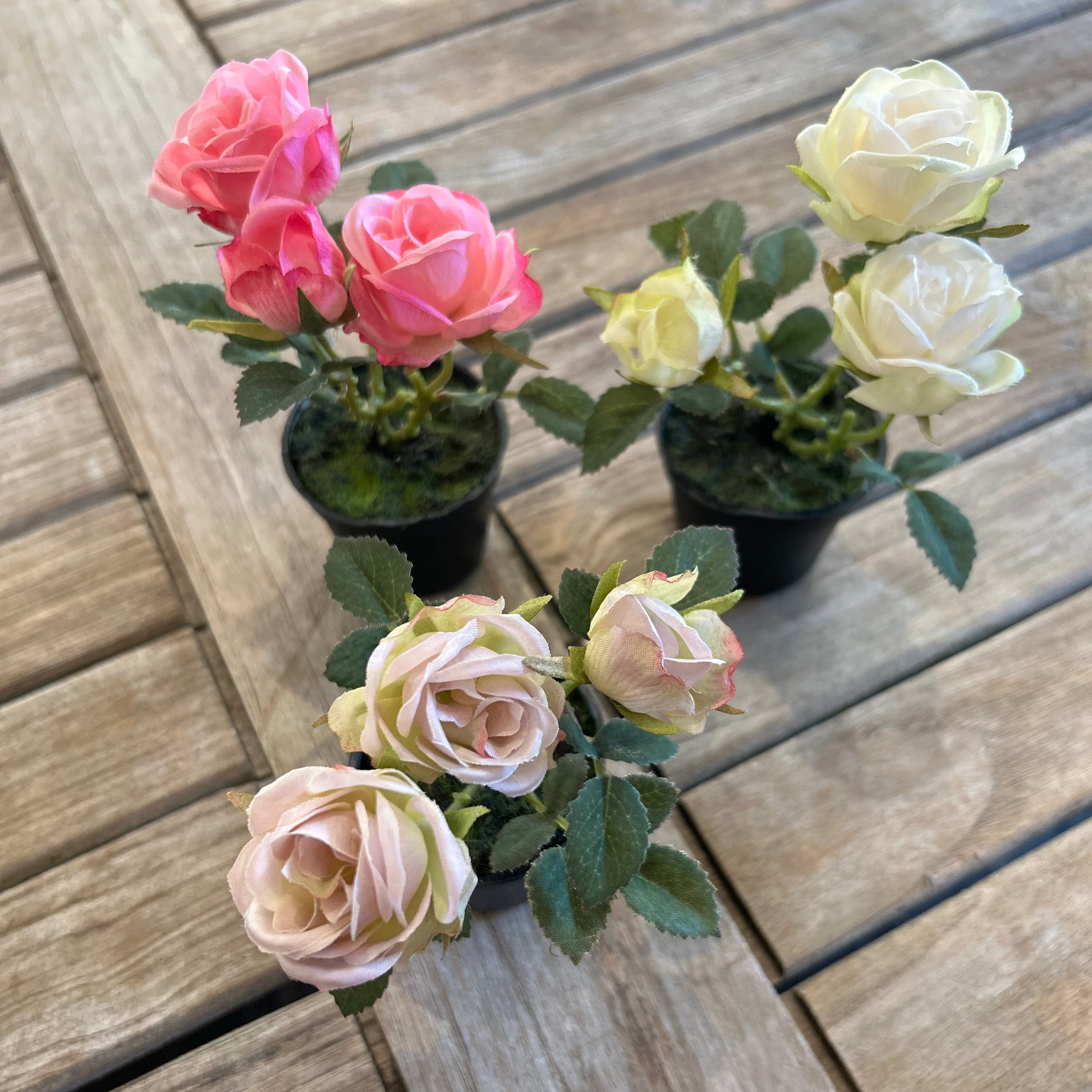 Miniature Rose in Pot