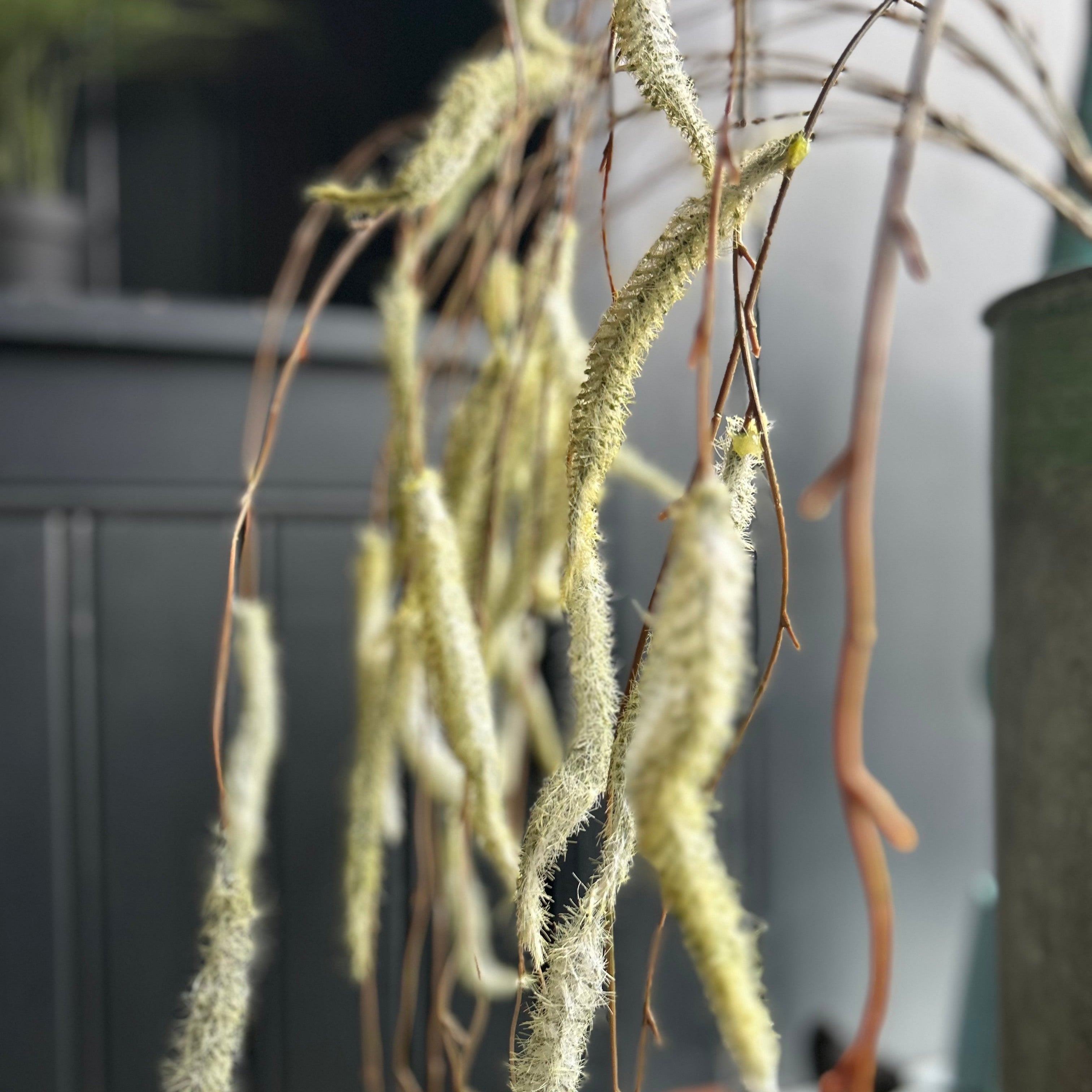 Artificial Trailing Catkin