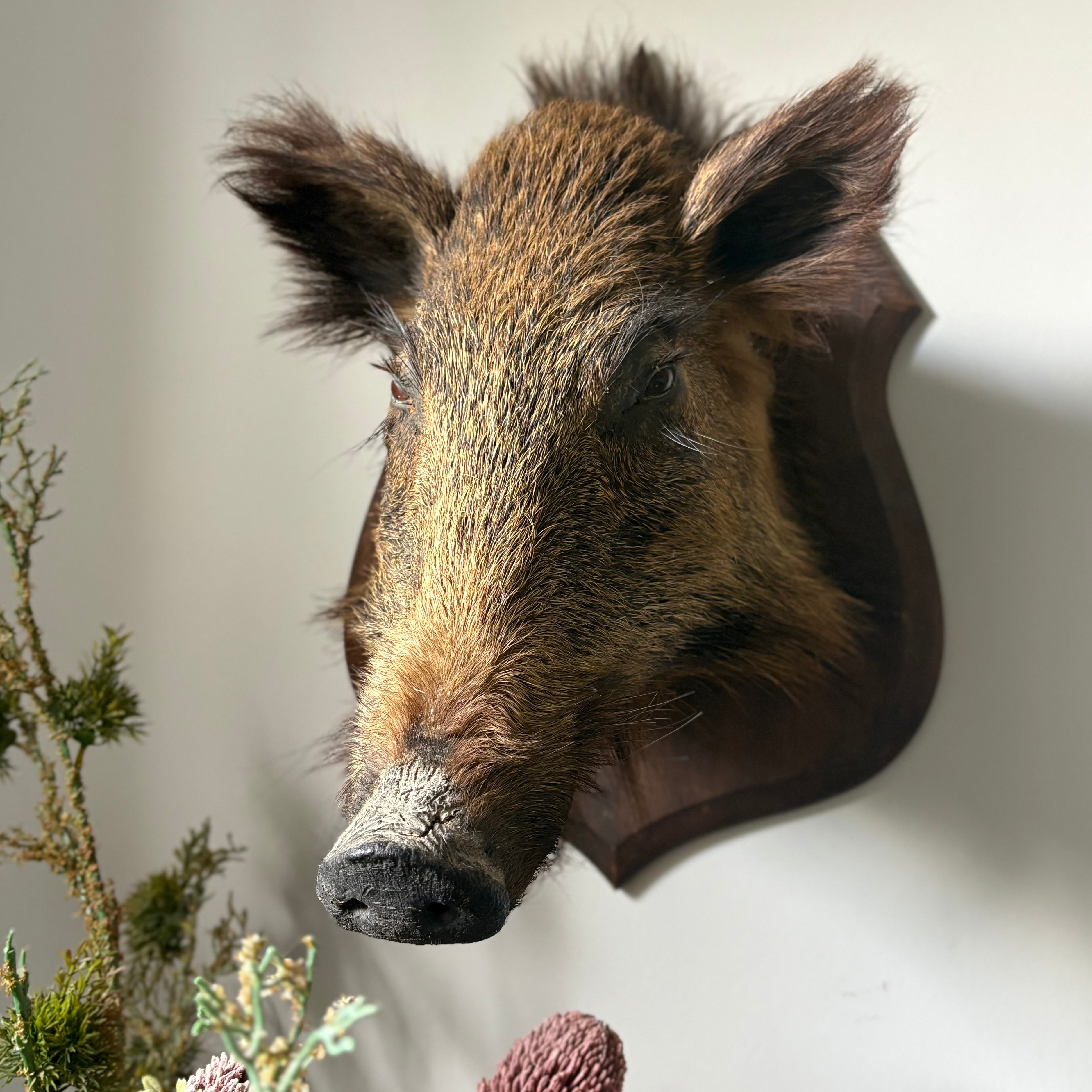 Taxidermy Boar Head