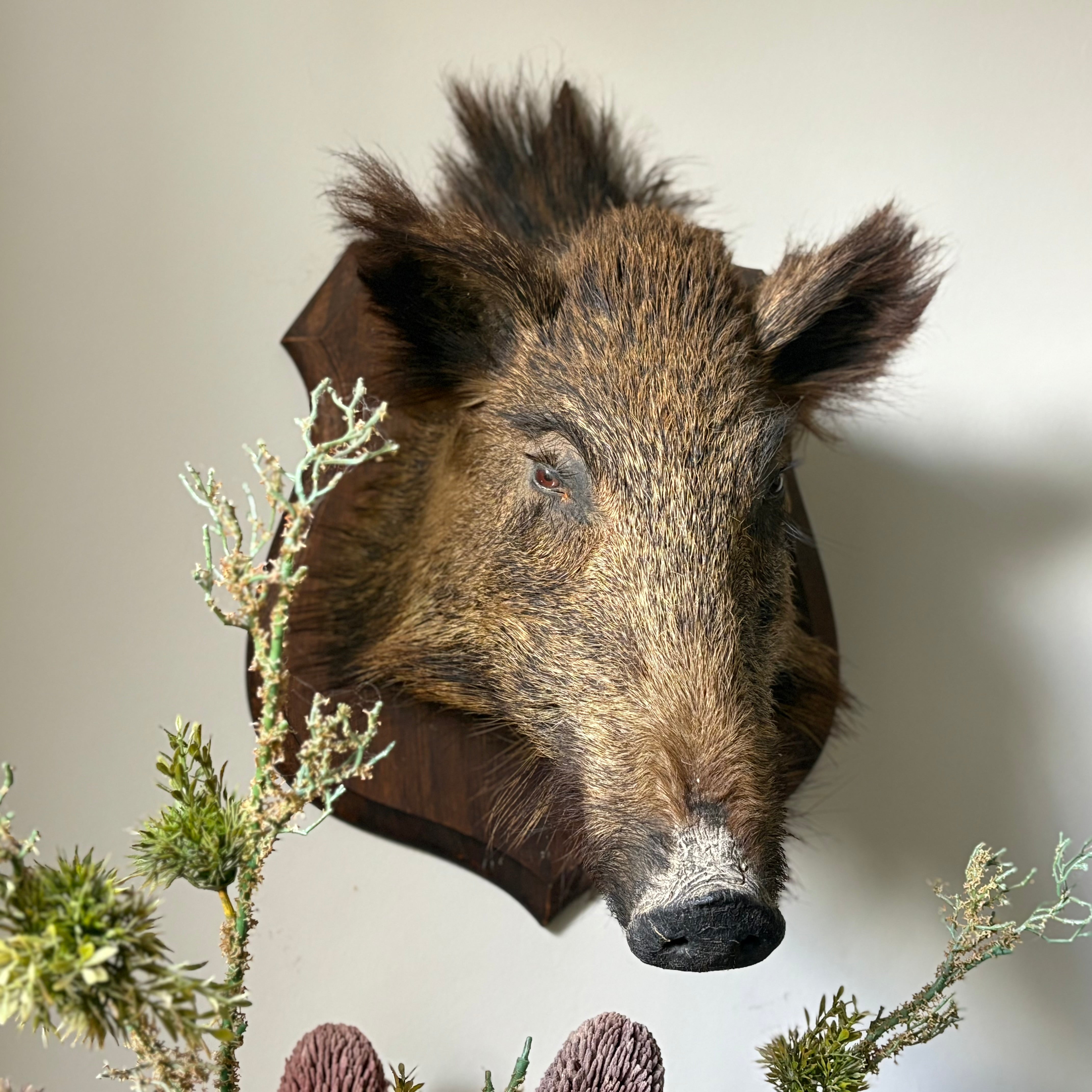 Taxidermy Boar Head