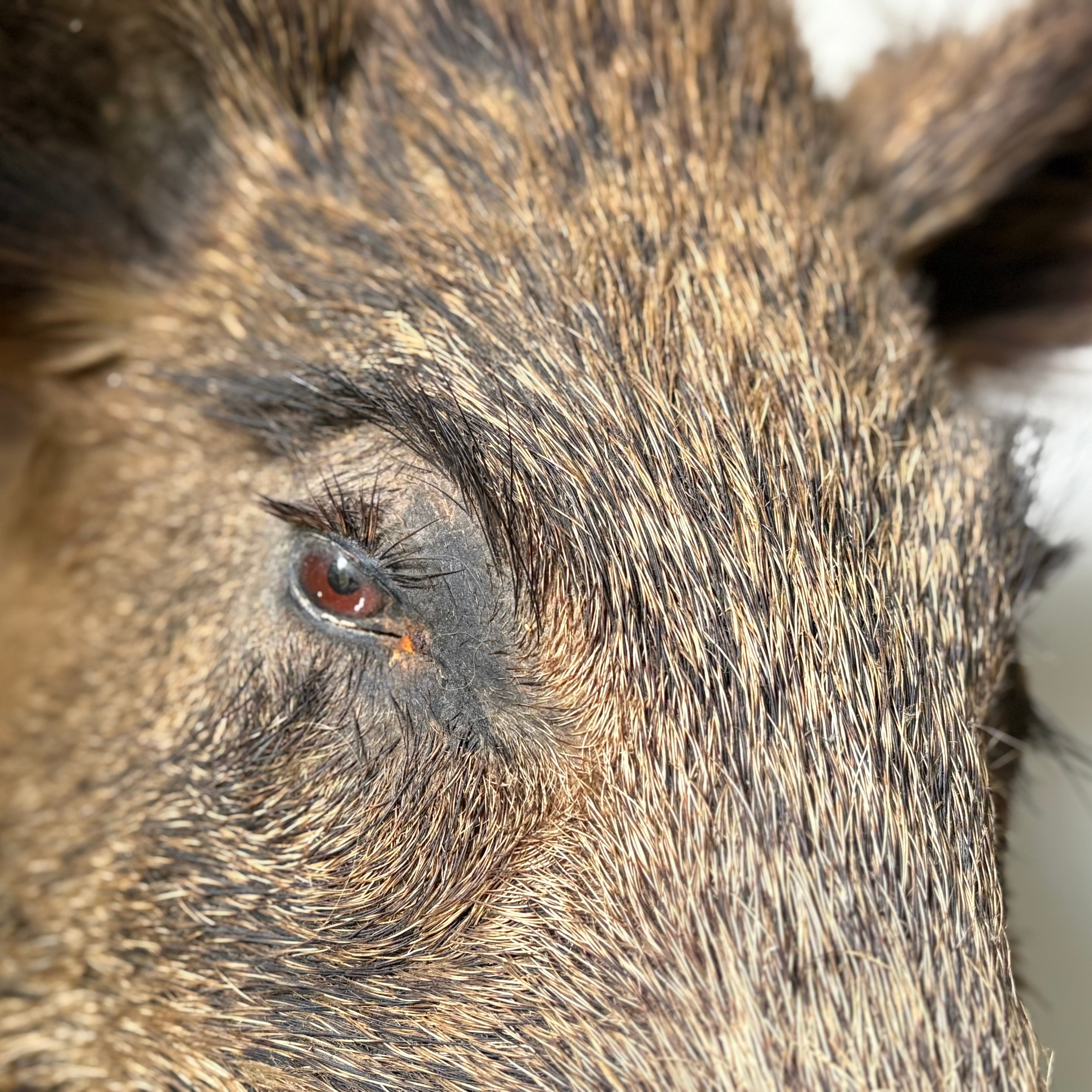 Taxidermy Boar Head