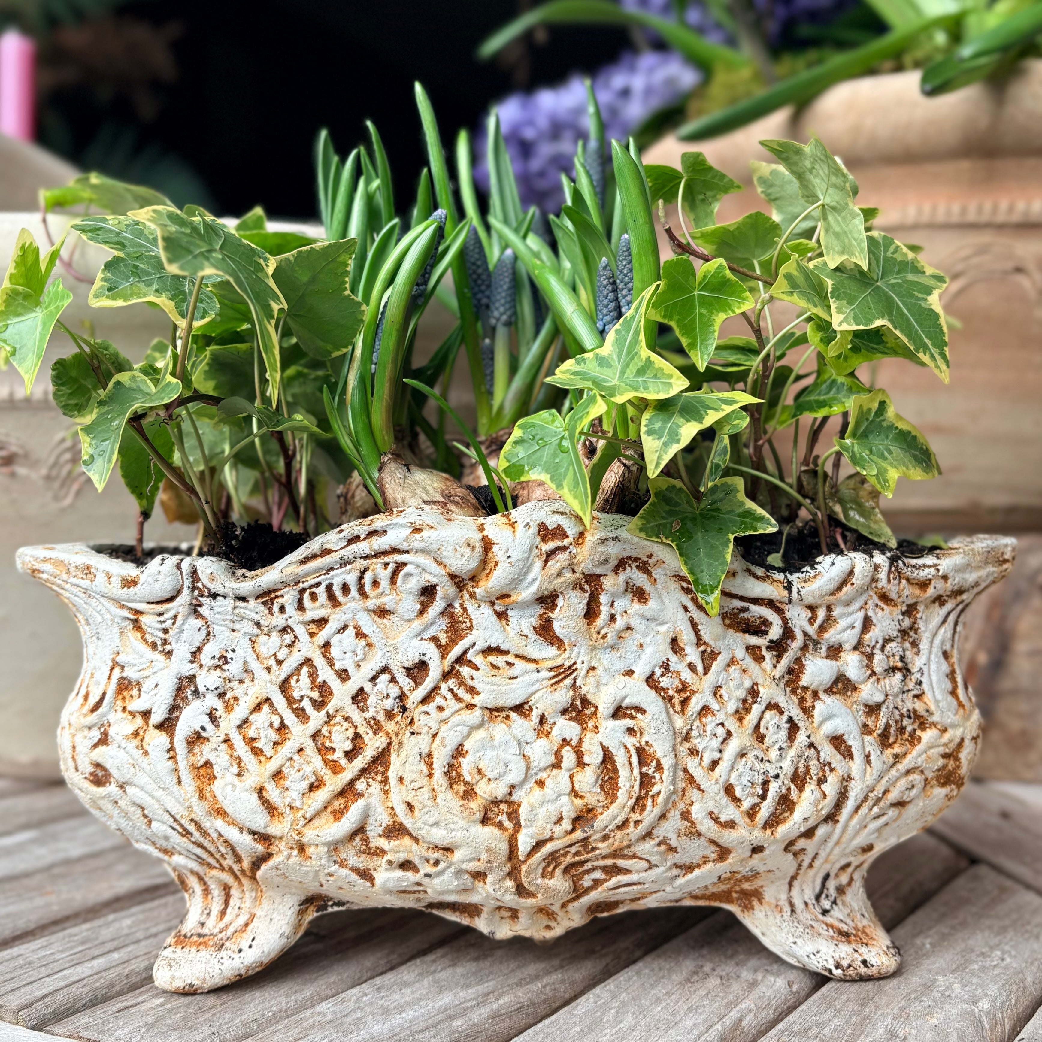 Cast Iron Jardinière