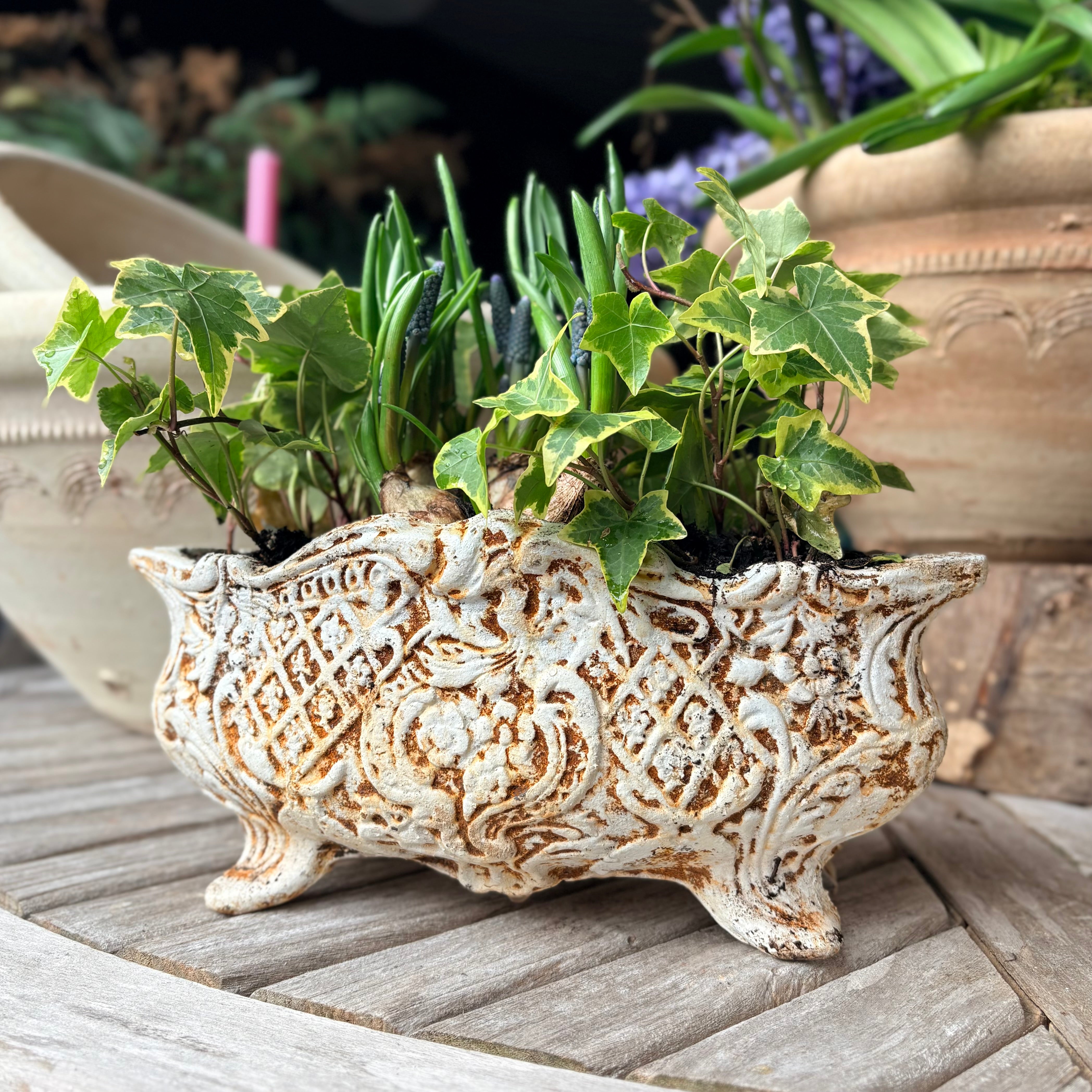 Cast Iron Jardinière