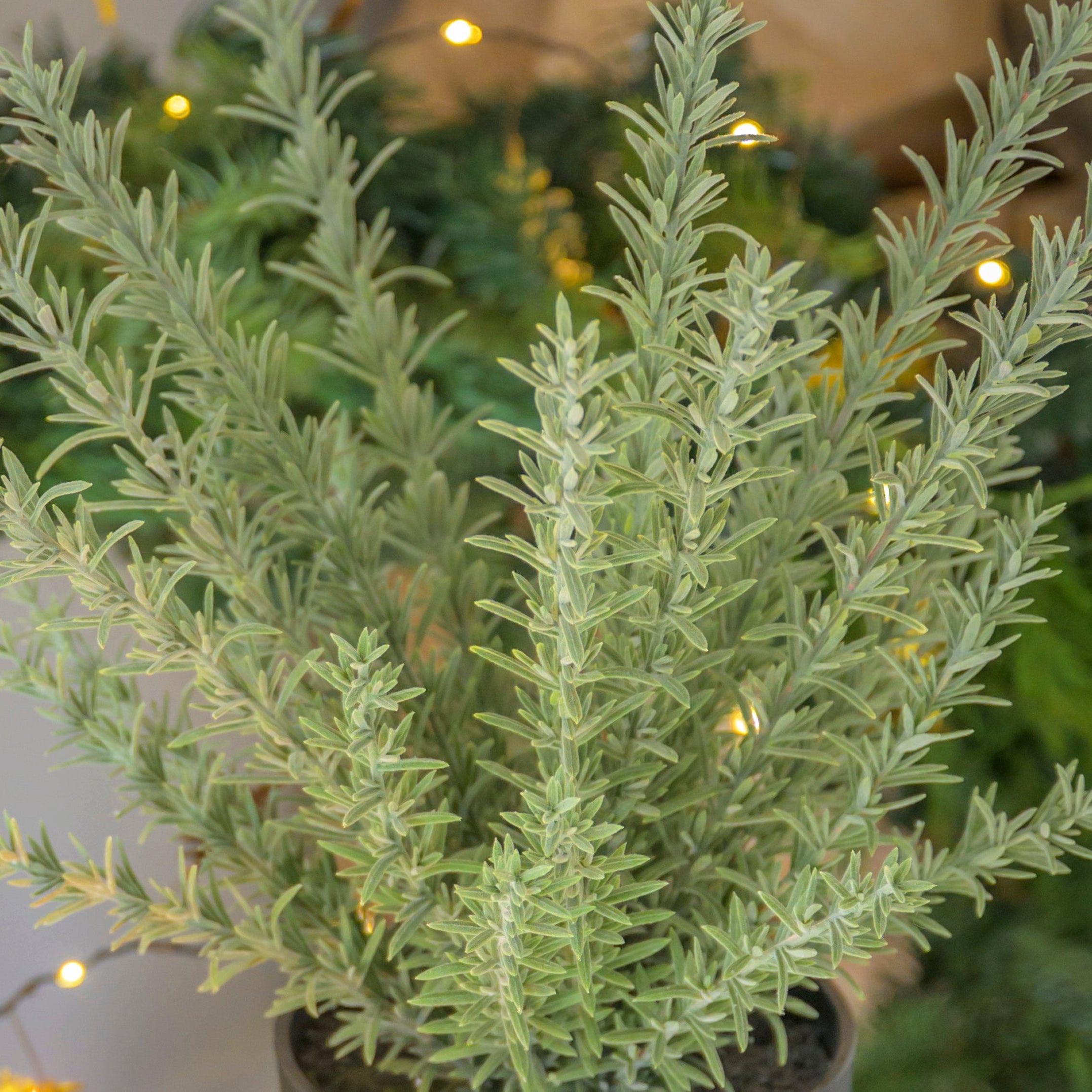Faux Rosemary Plant In Pot