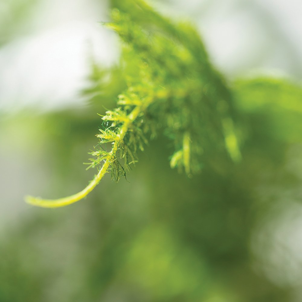 Faux Asparagus Fern in Pot