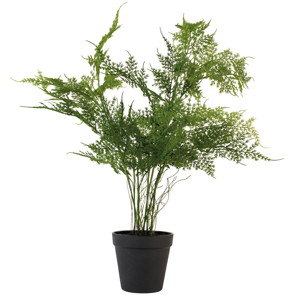 Faux Asparagus Fern in Pot