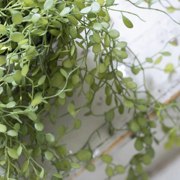 String of Nickels Plant in Pot
