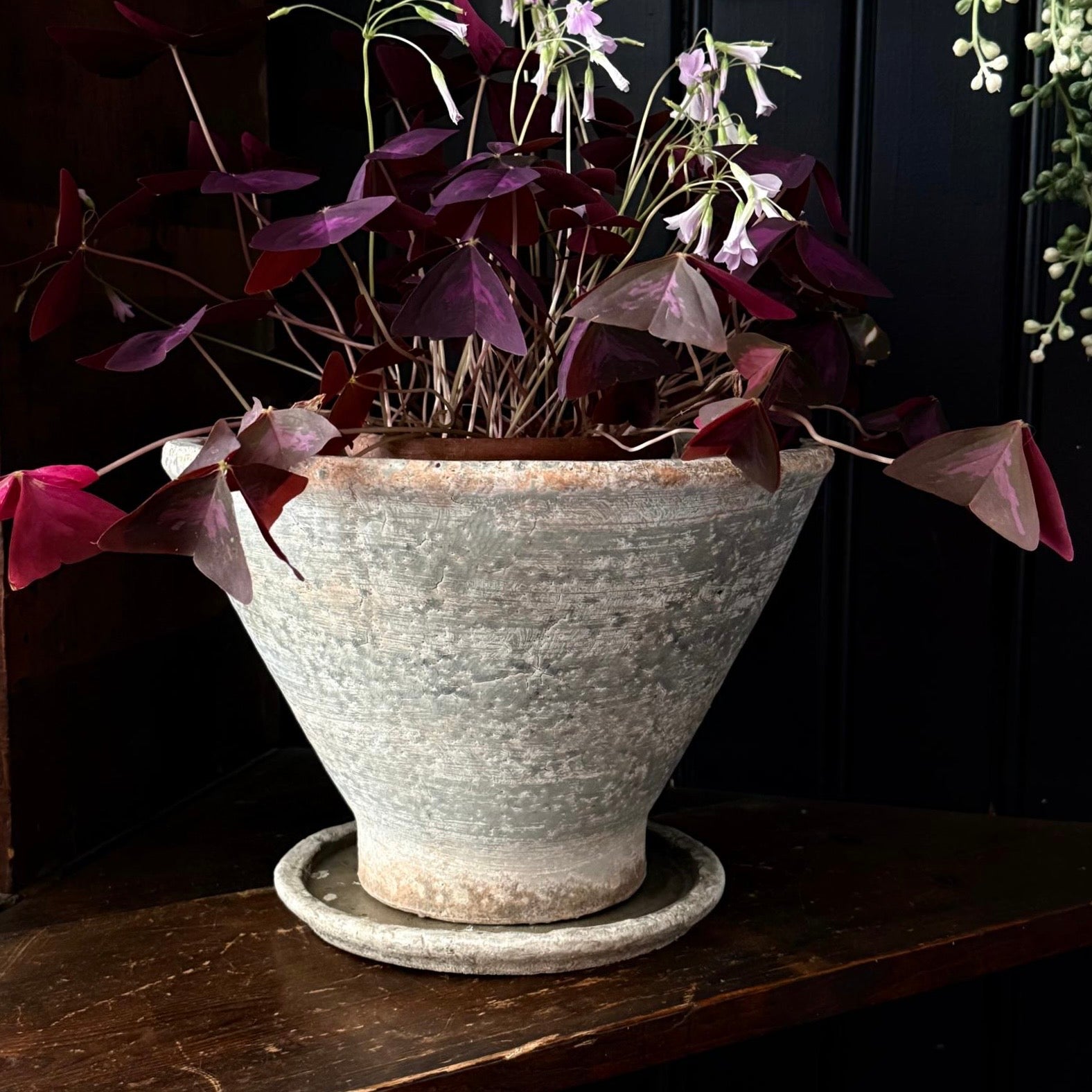 Elie Planter