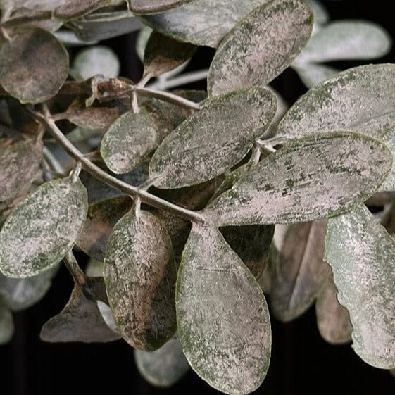 Faux Eucalyptus Parvifolia Faux Eucalyptus Branch Henderson's 
