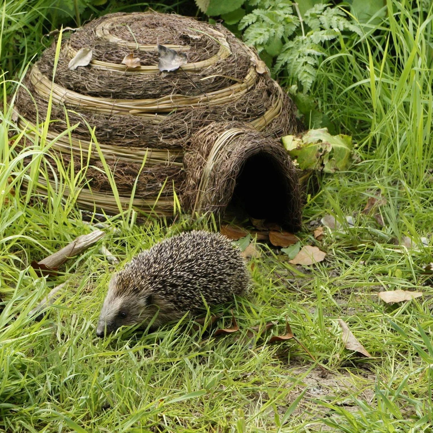 Igloo Hedgehog House