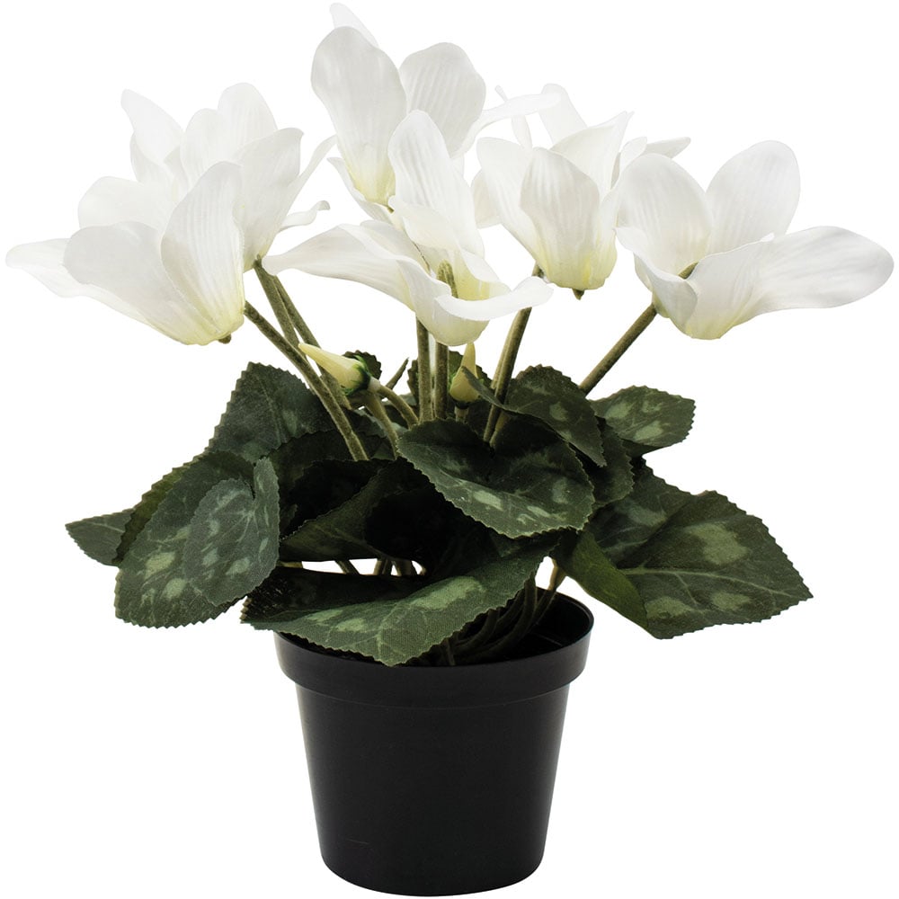 Cyclamen Plant