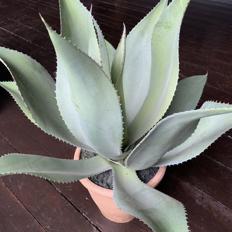 Faux Aloe Vera Plant in teracotta pot