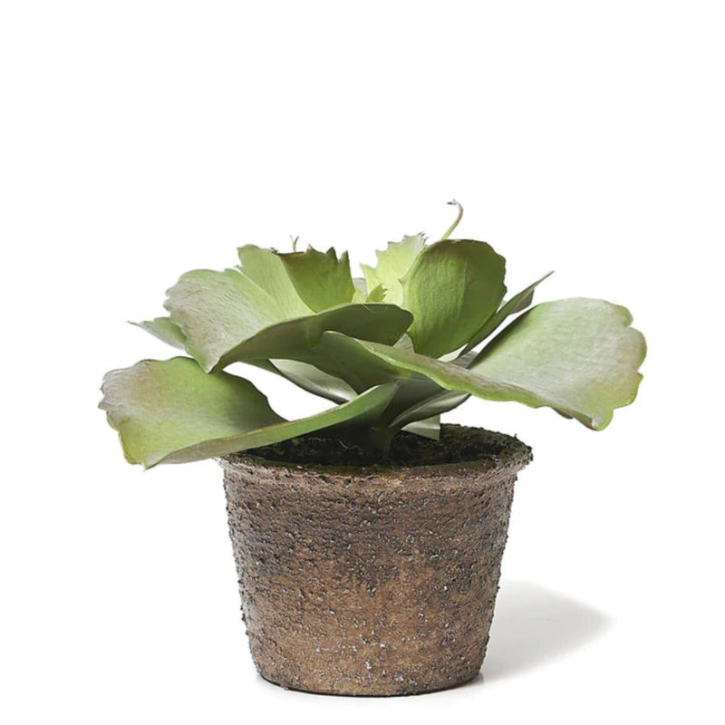 Faux Echeveria Crinoline Plant