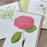 Greetings Cards By Laura Stoddart Greetings card occasion cards  Henderson's 