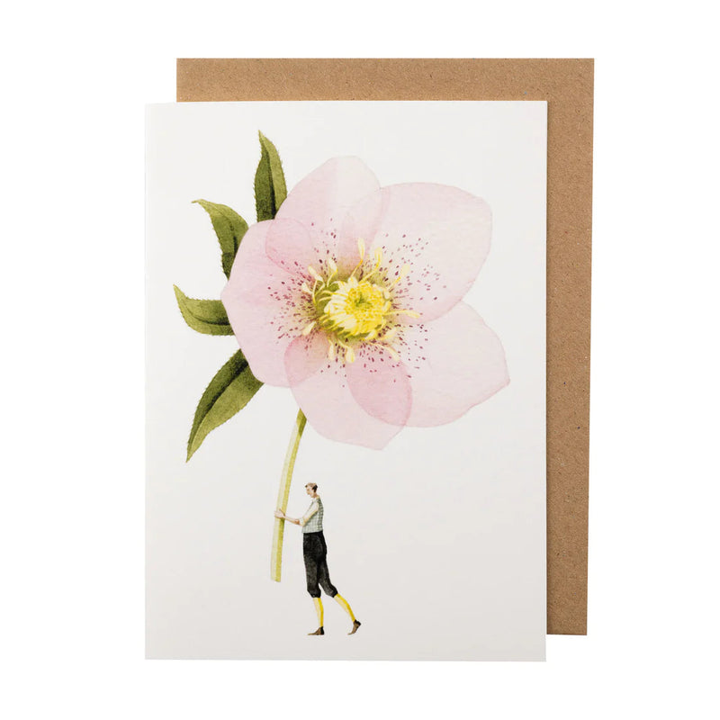 Greetings Cards By Laura Stoddart Greetings card Henderson's Pink Hellebore 