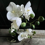 Orchid Plant Faux Plant Henderson's 