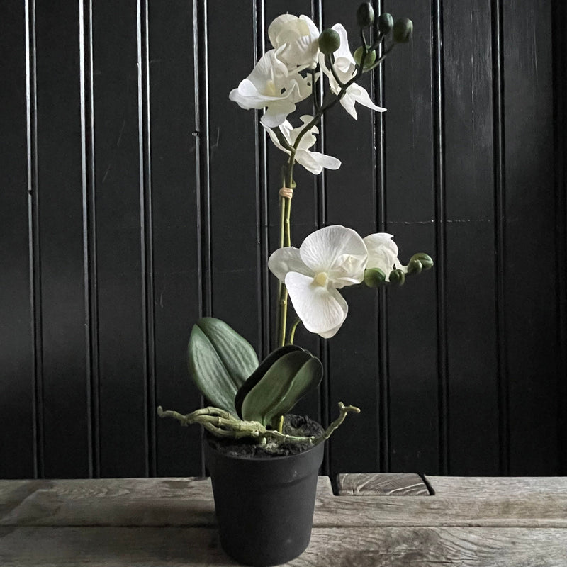 Orchid Plant Faux Plant Henderson's White 