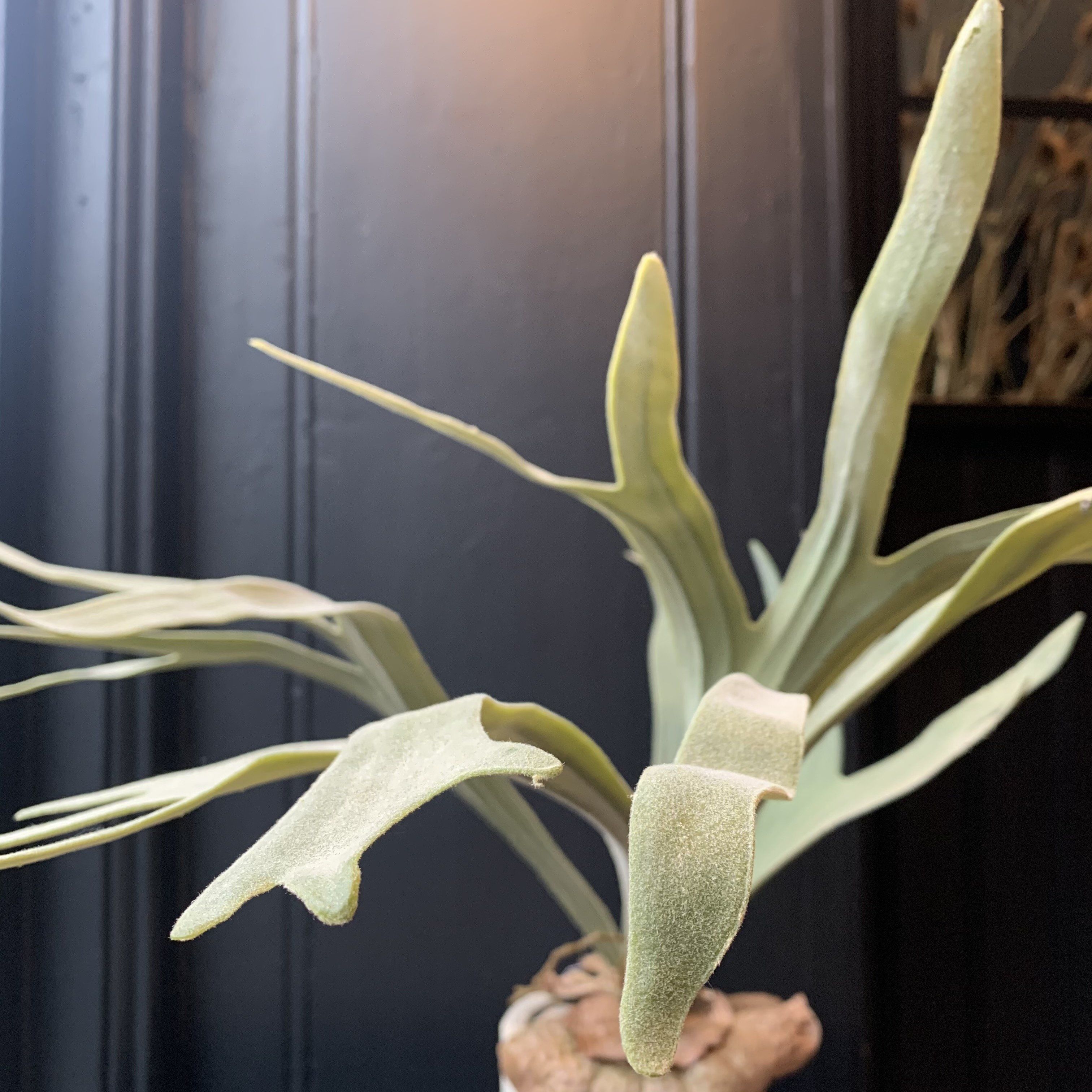Staghorn Fern in Pot Faux Plant Henderson's 