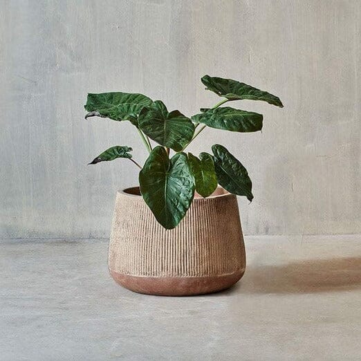 Wampu Plant Pot Terracotta Plant Pot Nkuku 
