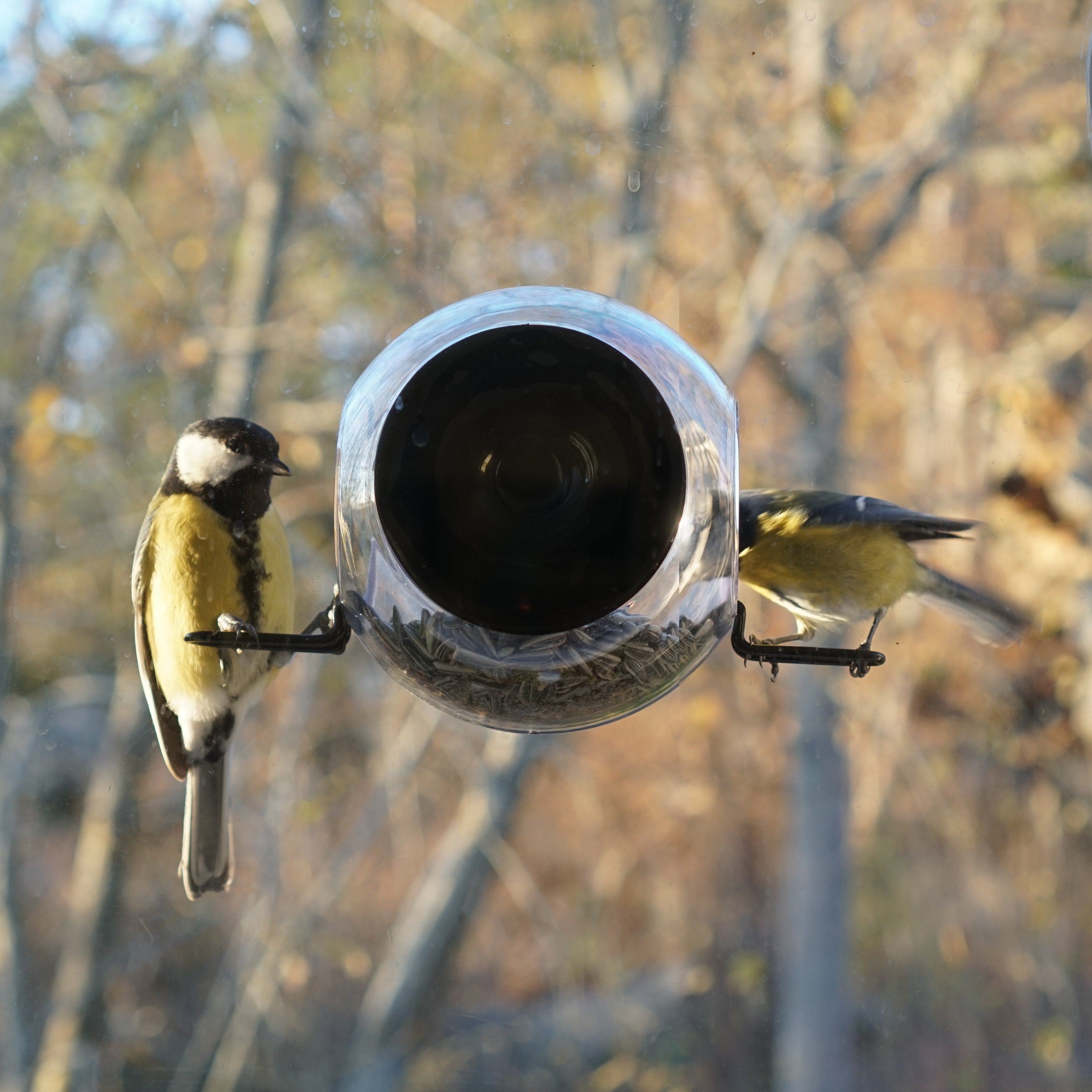 Window mounted deals bird feeders